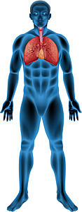 人体呼吸系统白色药品解剖学气管空气技术医疗身体呼吸绘画图片