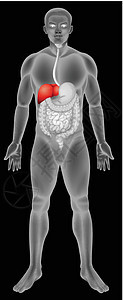 消化系统中的肝功能图片