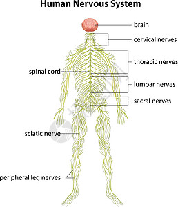 人体神经系统解剖学树突腰椎信号绳索胸椎大脑中枢神经电化学颈椎病图片