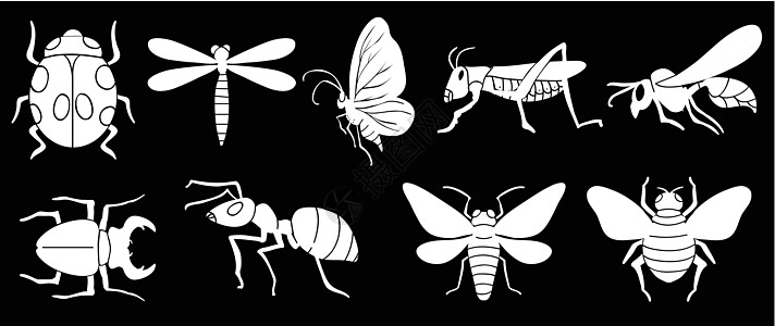 不同的昆虫骨骼蚱蜢化合物几丁质触角蚂蚁黑色动物腹部眼睛图片