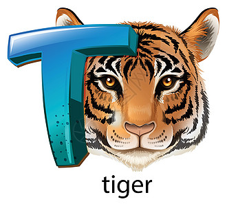 老虎的字母 T辅音艺术品哺乳首都大写虎豹学校猫科豹属白色图片