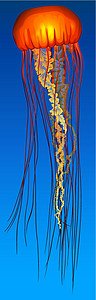 水母鱼水螅伞状海蜇立方体动物学梳子触手身体浮游捕食者图片