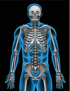 人体骨骼系统腰椎手杖骨头轴向指骨肋骨肩胛骨掌骨颅骨椎骨图片