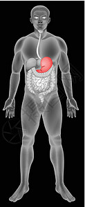 胃消化系统图片