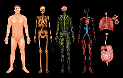 人体系统器官肠子肋骨药品艺术隔膜静脉毛细血管癌症生物学图片