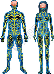 人体神经系统系统艺术品生物学医学男人解剖学器官网络药品神经图片