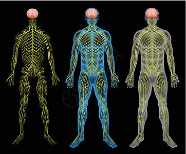 神经系统传输绘画发动机器官信号宫缩肌肉网络身体腺体图片