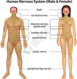 人体神经系统颈椎病男性腰椎器官绘画胸椎女性医学意义身体图片