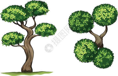 红枣草本绿色绘画植物分支机构草本植物柿子柿属树叶树干图片