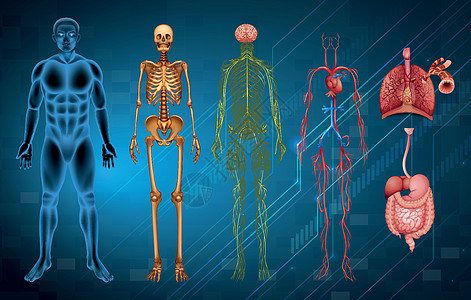 人体系统颅骨肠子气管身体隔膜生物学消化静脉癌症毛细血管图片