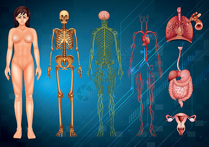 人体系统神经生物学肠子器官消化骨头科学癌症组织健康图片