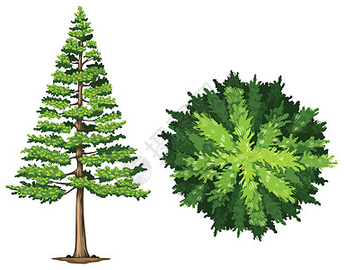 一棵松树装饰植物芙蓉植物科雨林灌木绿色树脂状针叶树森林图片