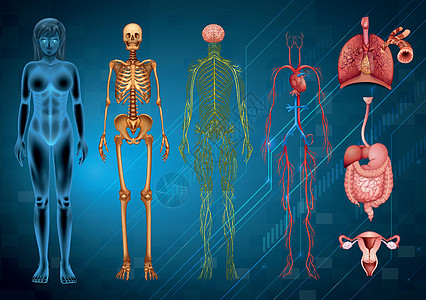 人体系统网络消化生物学器官肋骨气管骨头毛细血管隔膜艺术背景图片