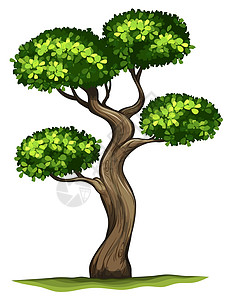 计划乌木药品草本装饰品树干植物草本植物柿子木材白色图片