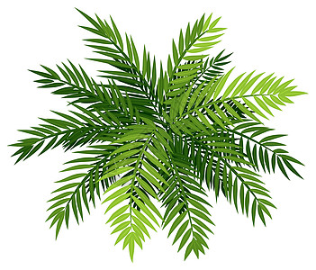 查马多园艺植物装饰品绿色白色绘画蕨类花园插图卡通片图片