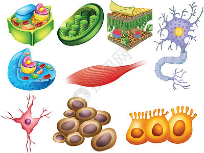 不同的生物细胞图片