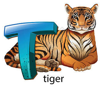 老虎的字母 T动物辅音学校艺术品哺乳艺术家首都虎豹绘画豹属图片
