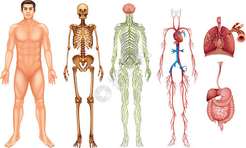 人体系统隔膜神经消化组织健康疾病骨骼解剖学骨头毛细血管图片