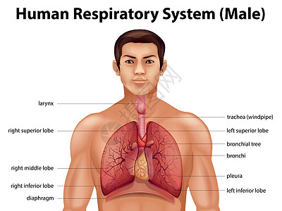 人体呼吸系统支气管管道插图教育生物药品解剖学绳索技术麻袋图片