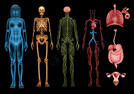 人体系统绘画骨骼颅骨神经气管消化身体肋骨肠子器官图片