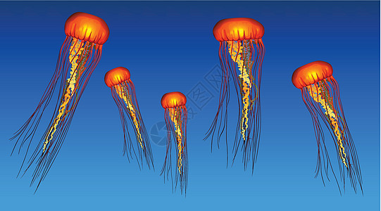 果冻鱼卡通片橙子热带荒野绘画水族馆海蜇异国野生动物海洋图片