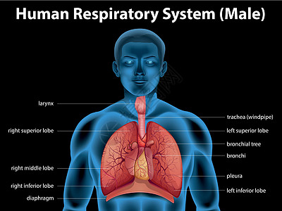 人体呼吸系统教育科学生物空腔气管健康支气管组织呼吸麻袋背景图片