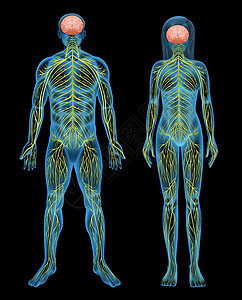 人体神经系统传输神经网络电化学器官卫生灯丝保健中央信号图片