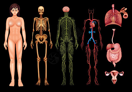 人体系统科学神经元生物学颅骨隔膜骨骼消化肠子静脉骨头图片