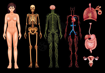 人体系统科学神经元生物学颅骨隔膜骨骼消化肠子静脉骨头图片