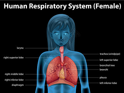 人体呼吸系统图表器官解剖学支气管生物健康药品空腔技术科学图片