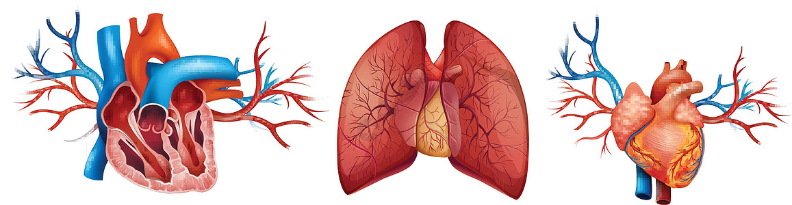 人类心脏插图白色器官纤维状船只红色殴打脊椎动物肌肉节拍图片