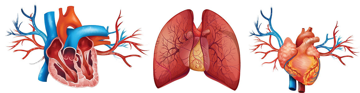 人类心脏插图白色器官纤维状船只红色殴打脊椎动物肌肉节拍图片