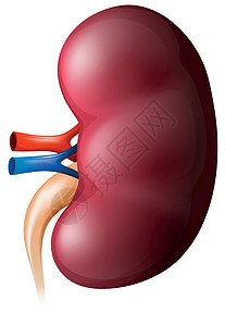 肾脏墙纸解剖学红色科学静脉图表卡通片身体医疗医生图片