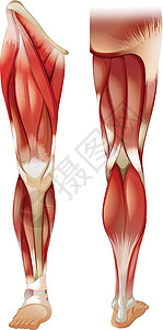 腿部肌肉生物学白色医疗墙纸绘画力量解剖学功能卡通片科学图片