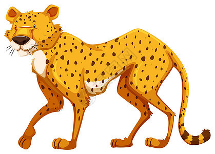 猎豹生物猎人海报肉食者棕色野生动物动物横幅哺乳动物卡通片图片