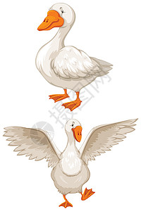 鹅动物剪贴白色绘画卡通片翅膀墙纸羽毛生物爪子图片