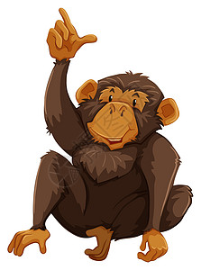 猴子生物海报微笑棕色野生动物墙纸木板白色哺乳动物卡通片图片