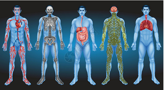 内脏器官细胞消化手杖肩胛骨颅骨绘画神经静脉锁骨下颌图片