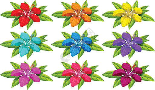 花朵多彩配子体花粉插图装饰品美化植物被子花香环境花色图片