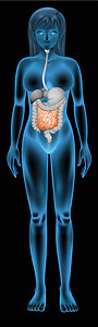 小肠吸收门户网站器官绘画消化淋巴肠胃食物黑色肠系膜图片