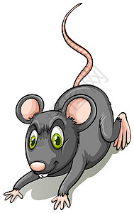 黑拉白色哺乳动物木板动物思维黑色生物海报老鼠尾巴图片