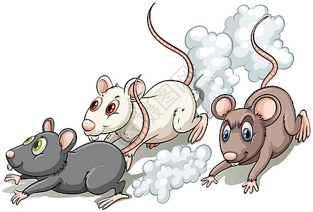 三鼠动画片棕色猎物害虫白色老鼠动物家庭尾巴插图图片