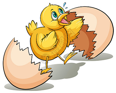 鸡与蛋一个蛋孵化器黄色羽毛家禽下蛋小鸡白色蛋壳食物圆形线条设计图片