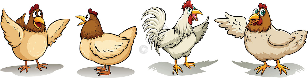母鸡和公鸡斗篷动物家禽白色龙虾阴影男性插图两条腿农业图片