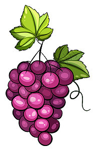 一串葡萄浆果果汁树叶植物紫色薰衣草沙拉叶子绘画藤蔓图片