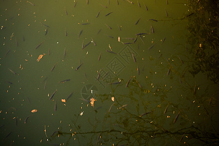 美丽的小鱼在池塘的水中游动钓鱼游泳农场生活水池图片