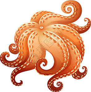 八角卡通片材料章鱼热带生活绘画颠簸海洋白色海鲜高清图片