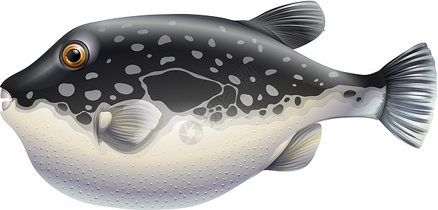食鱼异国卡通片生物热带情调海鲜白色海洋绘画动物图片