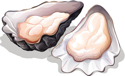 牡蛎海鲜海水健康热带情调绘画蛤蜊白色卡通片异国图片