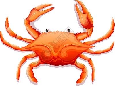新鲜的克拉螃蟹爪子绘画海洋白色野生动物动物橙子盐水卡通片图片